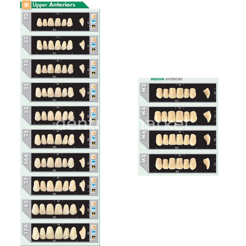 Major Plus Acrylic Teeth Full Set of 28