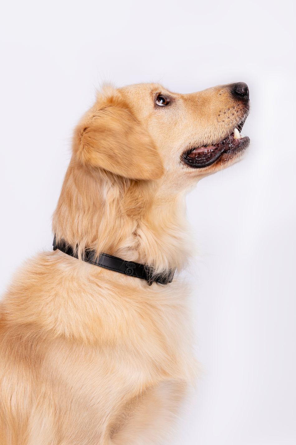 Vegan Leather Dog Collars / Animal Collar Vegan Leather Safe