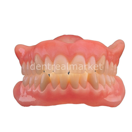Schottlander Enigmalife+ Nano-Hybrid Composite Denture Teeth — 28-Set
