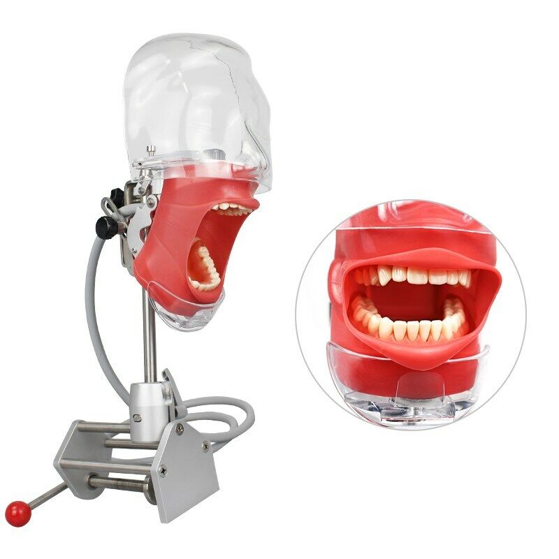 Dental Simulator Phantom Head Model for Education Dentist Training Practice