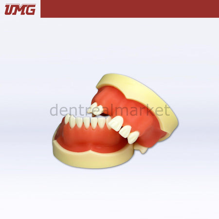 DentrealStore - Umg Dental Umg Model Implant Application Training Model - UM-Z2026
