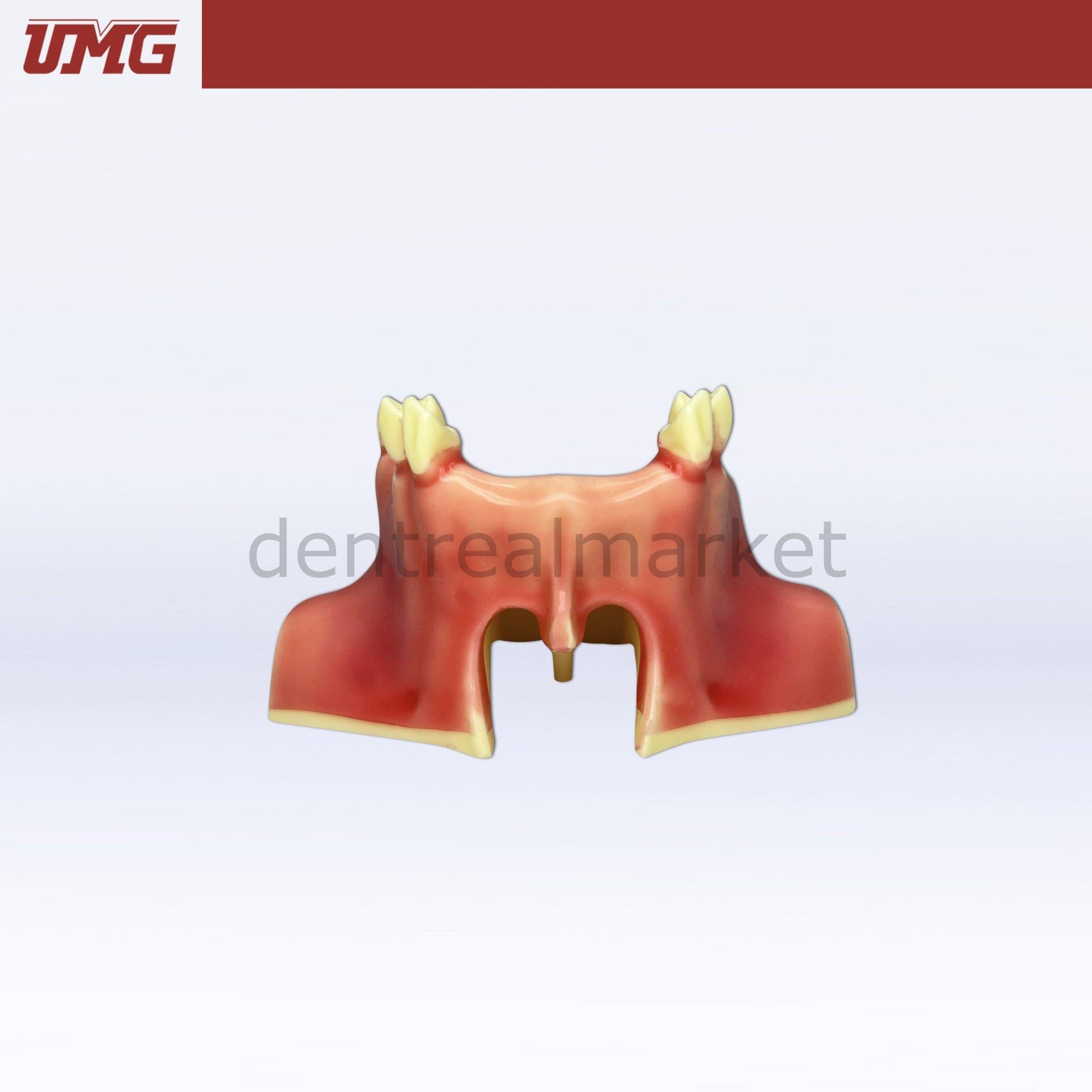 DentrealStore - Umg Dental Umg Model Sine Lift Training Model - UM-2012