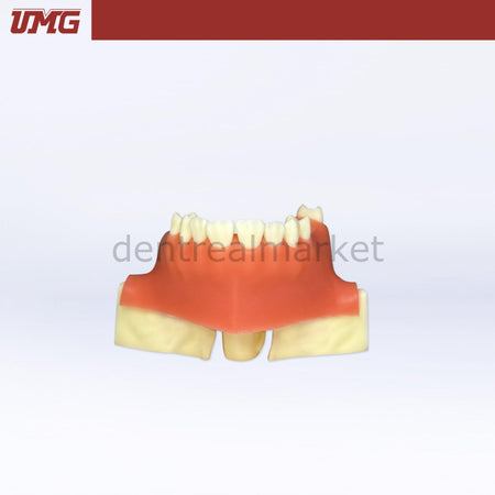 DentrealStore - Umg Dental Umg Model Sine Lift Training Model - UM-2013S