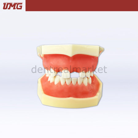 DentrealStore - Umg Dental Umg Model Sine Lift Training Model - UM-2029
